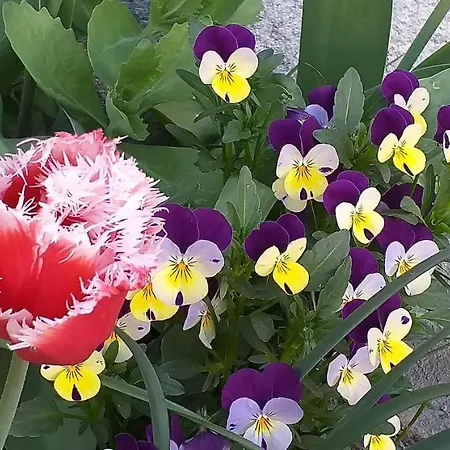 Frühstückspension Barba Bertu