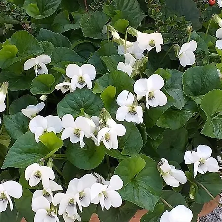 Barba Bertu Frühstückspension 3*