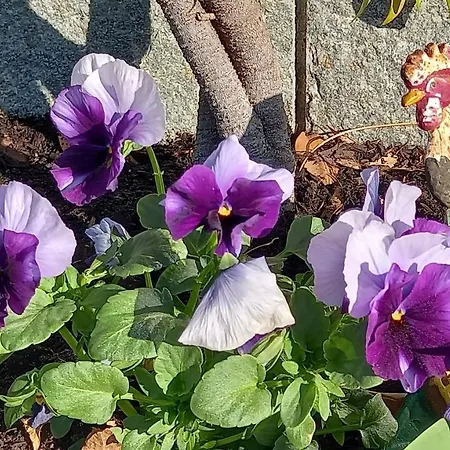 Barba Bertu Couette-café Frassino (Cuneo)