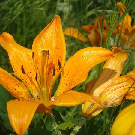 Frühstückspension Barba Bertu Frassino (Cuneo)