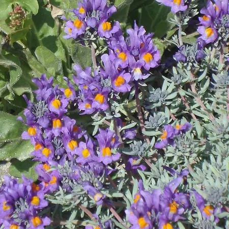 Barba Bertu Frassino (Cuneo)