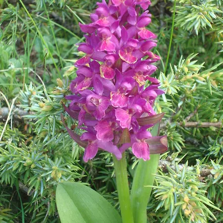 Couette-café Barba Bertu Frassino (Cuneo)