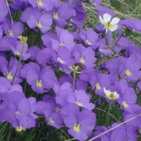 Couette-café Barba Bertu