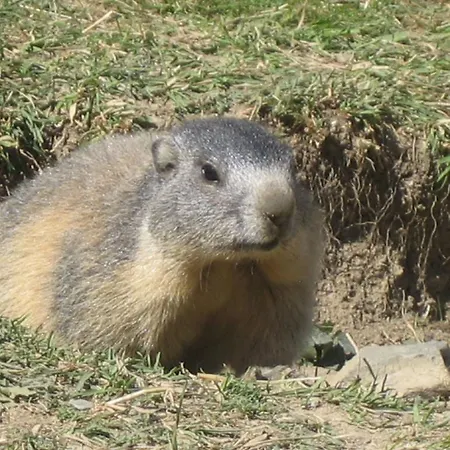 Couette-café Barba Bertu Frassino (Cuneo)