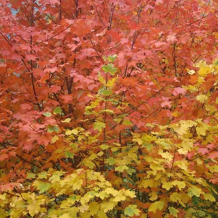 Couette-café Barba Bertu 3*