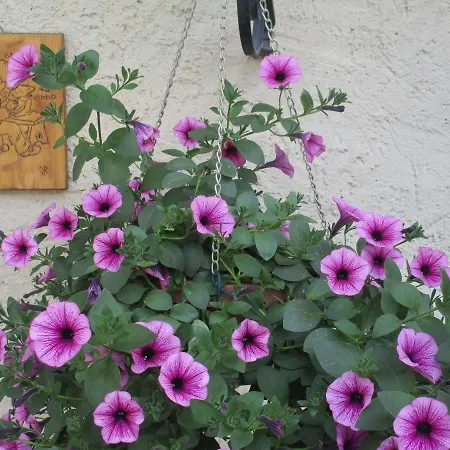 Barba Bertu Frühstückspension 3*